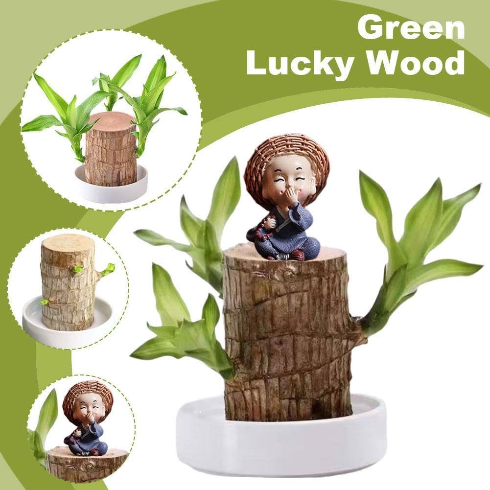 Brazilian LUCKY Wood | BUY 1 GET 1 FREE 🔥