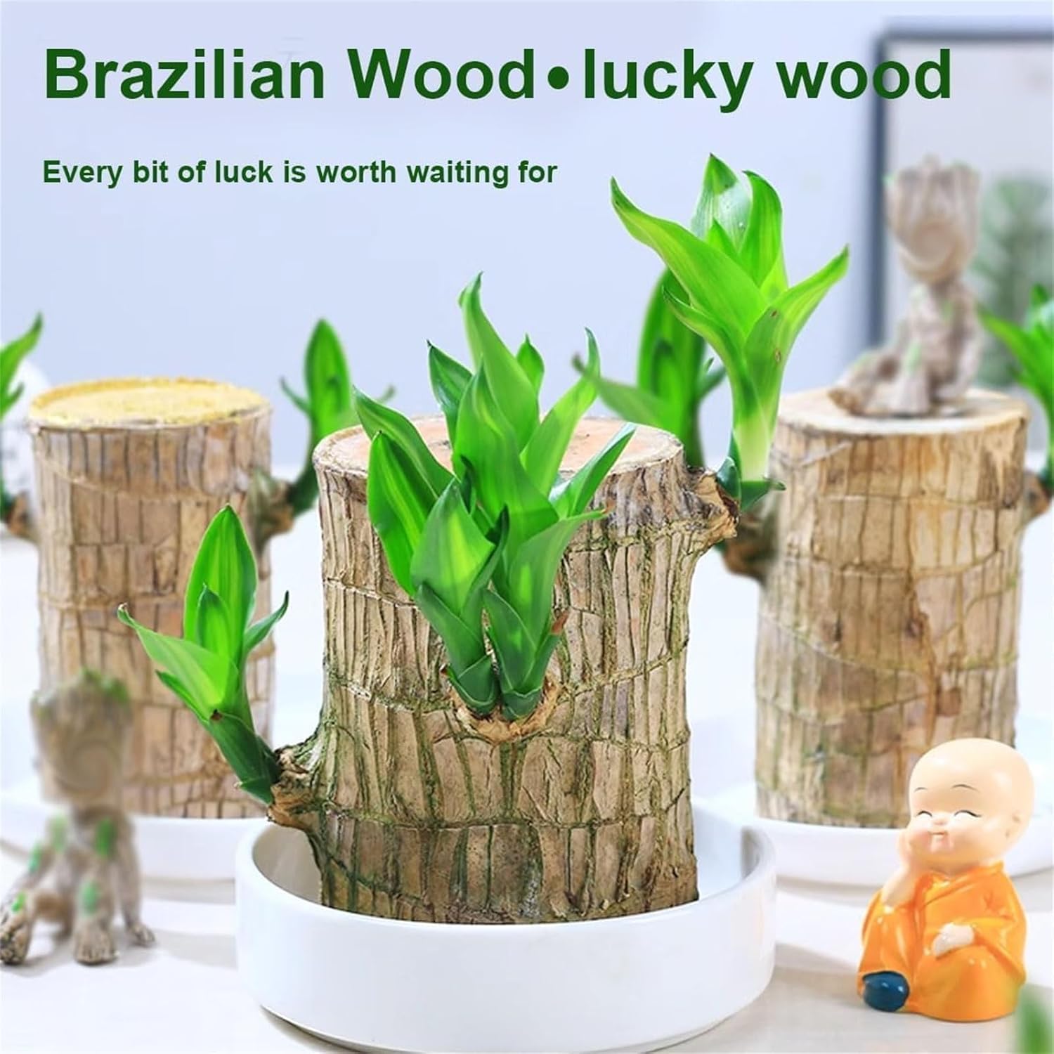 Brazilian LUCKY Wood | BUY 1 GET 1 FREE 🔥